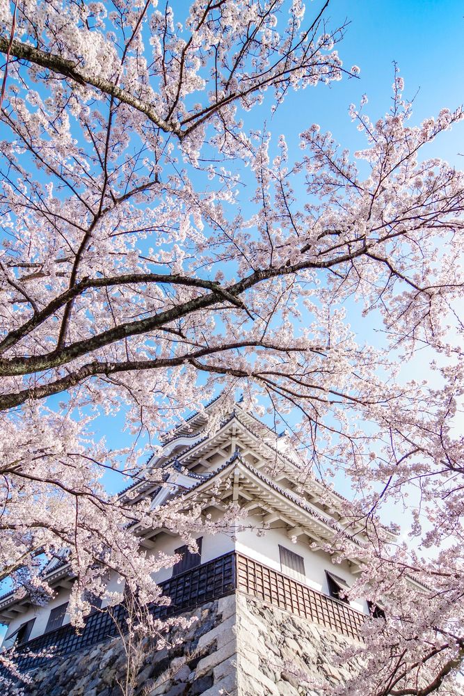 長浜城 (長浜城歴史博物館)の画像 - 3枚目