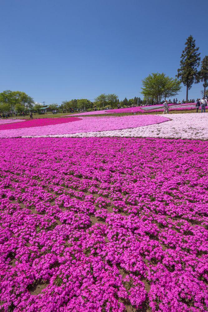市貝芝ざくら公園の画像 - 4枚目