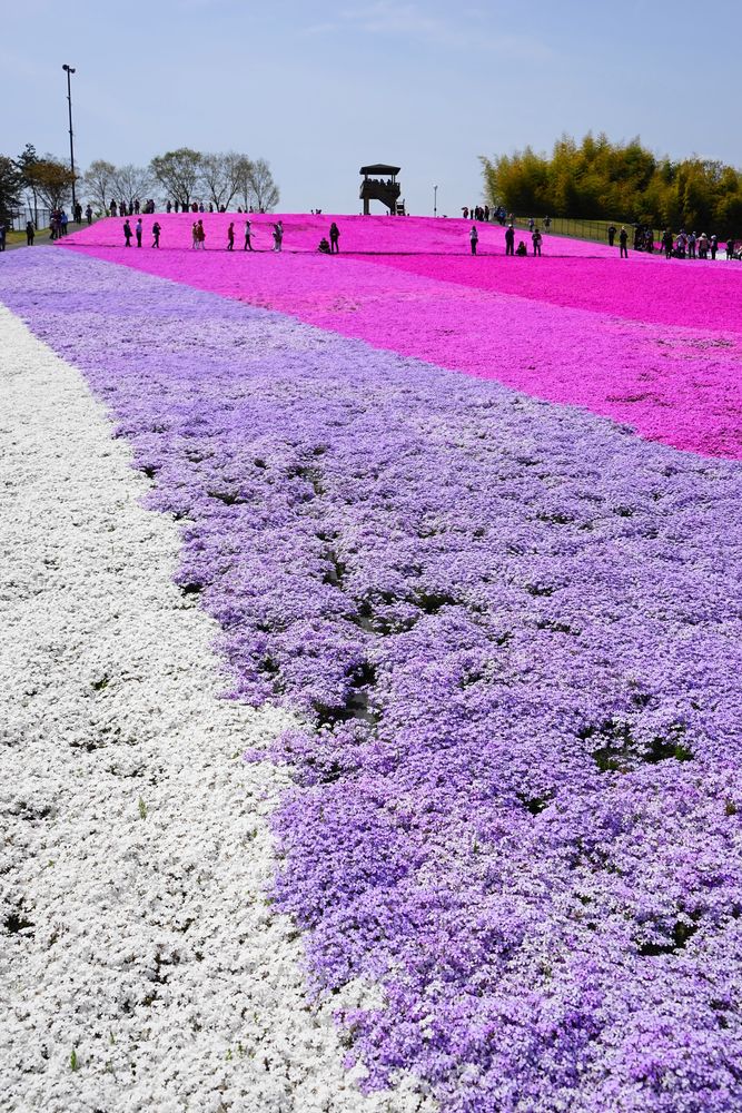 市貝芝ざくら公園の画像 - 6枚目