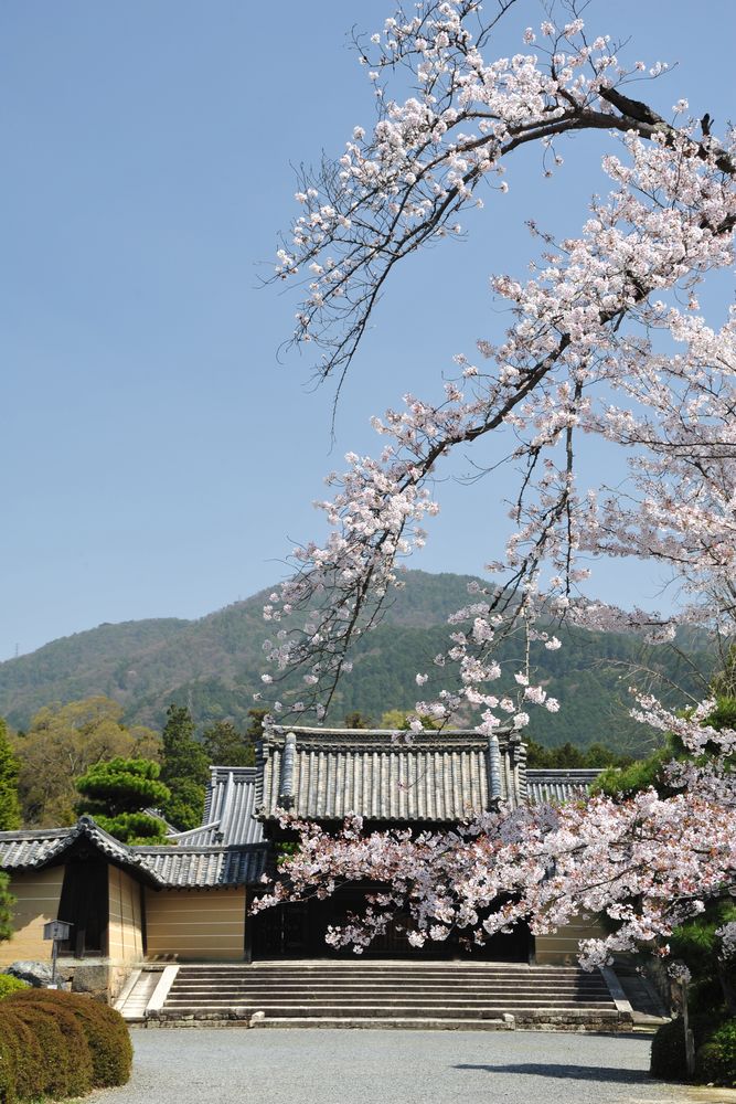 随心院の画像 - 4枚目