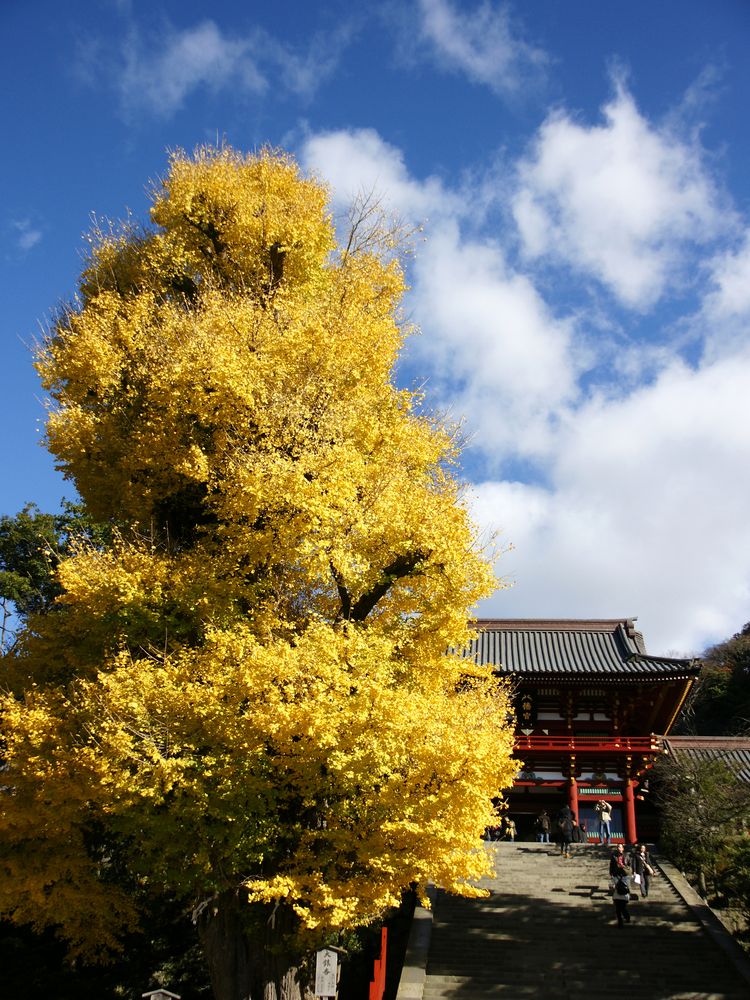 鶴岡八幡宮 大銀杏