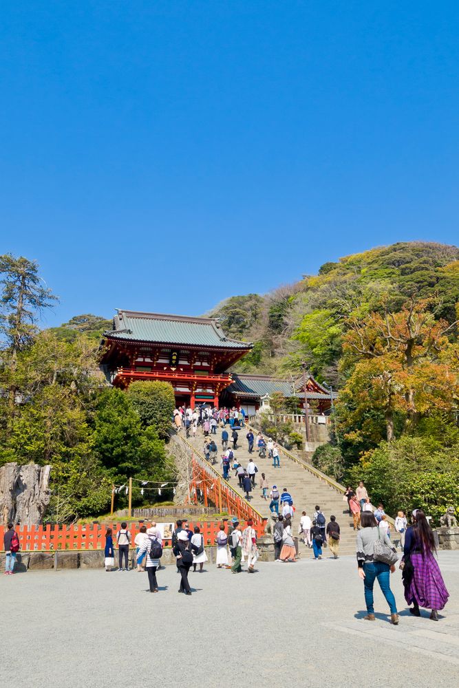 鶴岡八幡宮 大銀杏の画像 - 5枚目