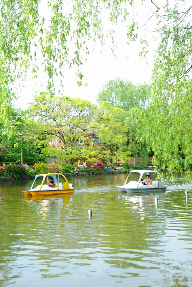 石神井公園の画像 - 4枚目