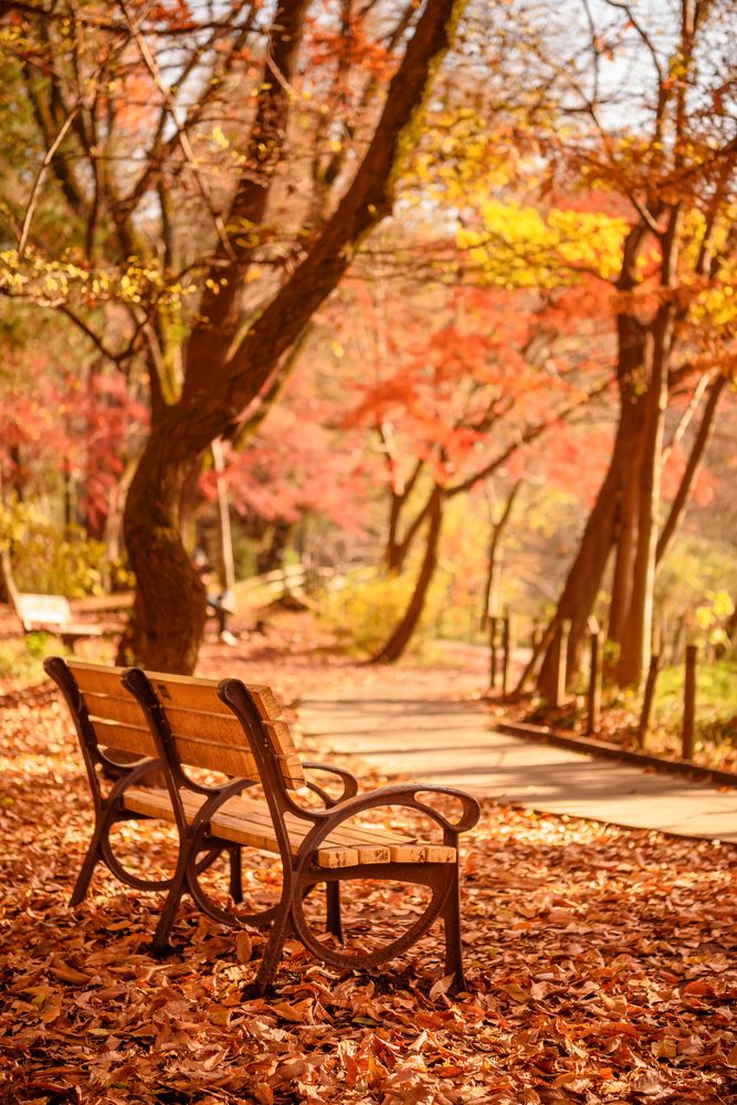 石神井公園の画像 - 5枚目