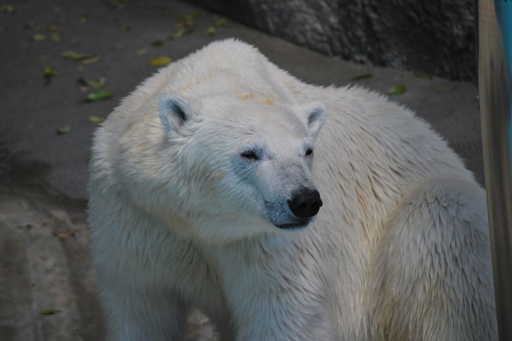 浜松市動物園の画像 - 2枚目