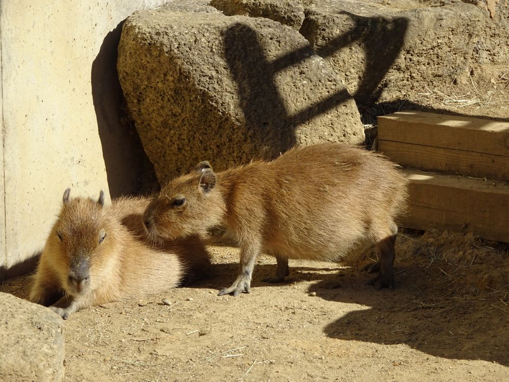 浜松市動物園の画像 - 4枚目