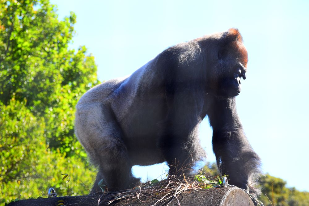 浜松市動物園の画像 - 5枚目