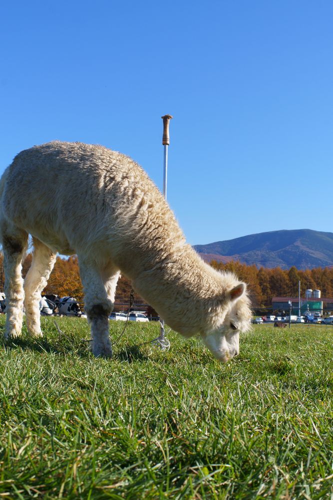 長門牧場の画像 - 5枚目