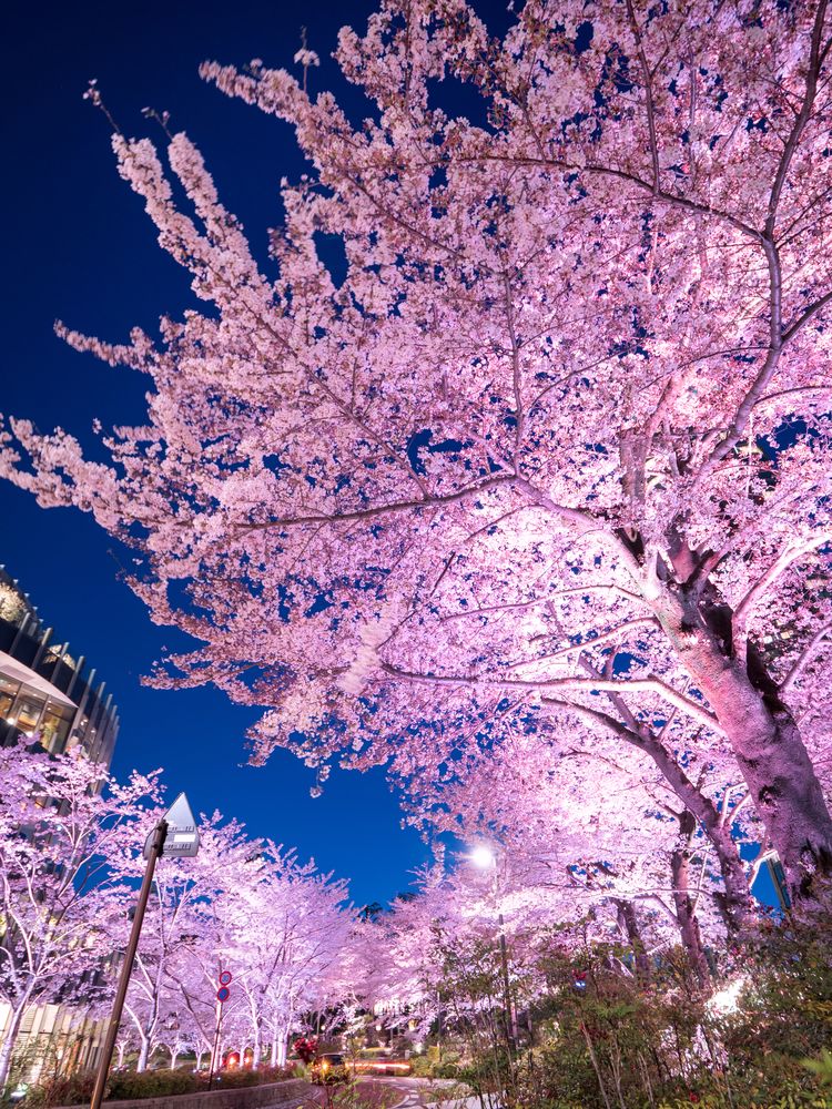 檜町公園の画像 - 2枚目