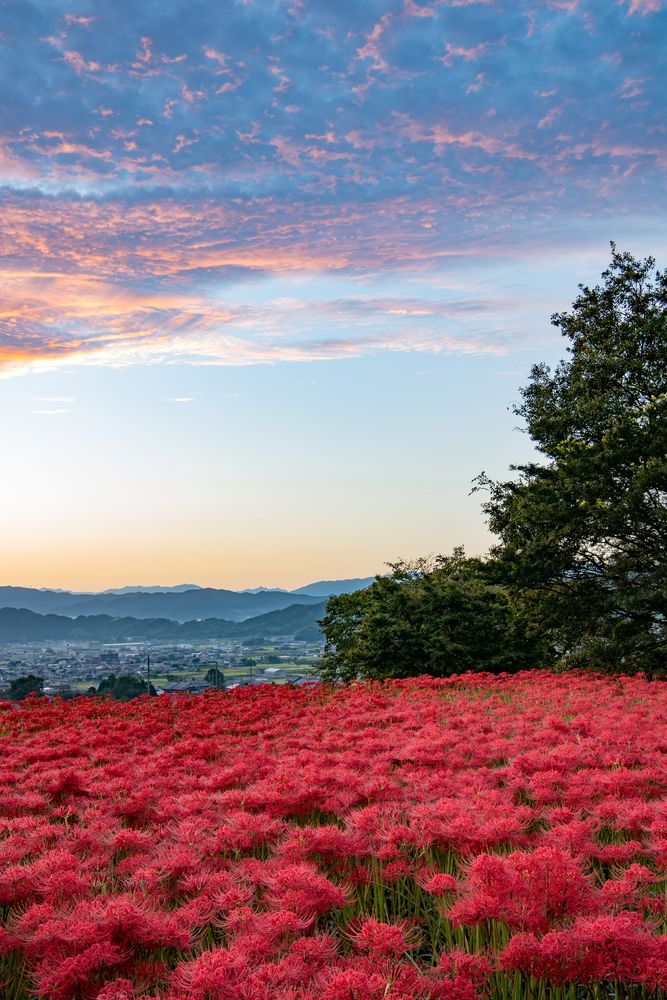 九品寺の画像 - 4枚目