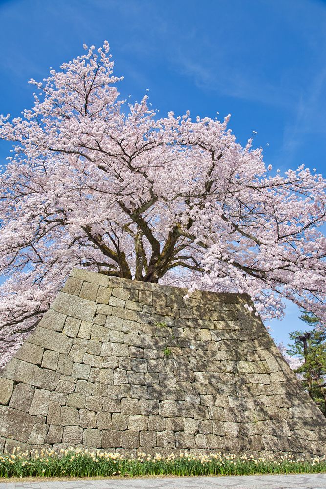 福井城址の画像 - 4枚目
