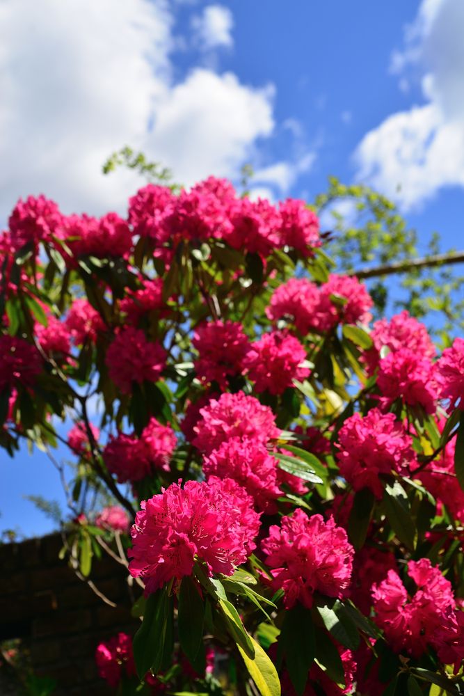 千葉市花の美術館】の周辺スポット・アクセス・口コミ - Prism Japan