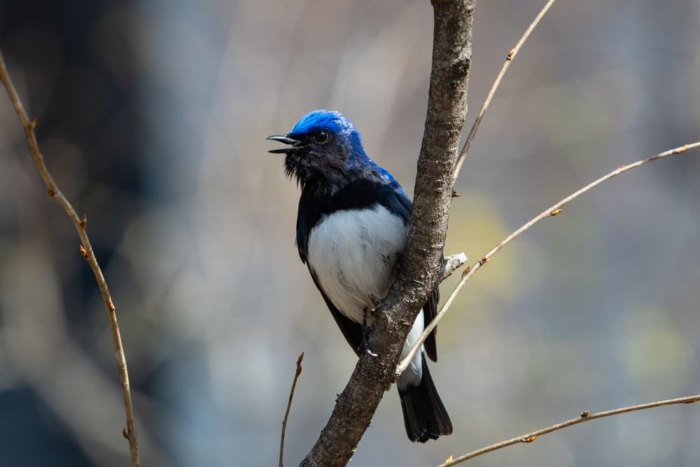 軽井沢野鳥の森の画像 - 2枚目
