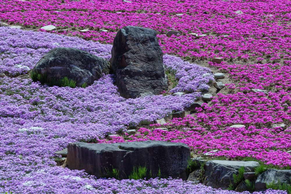 花の郷 滝谷花しょうぶ園の画像 - 2枚目