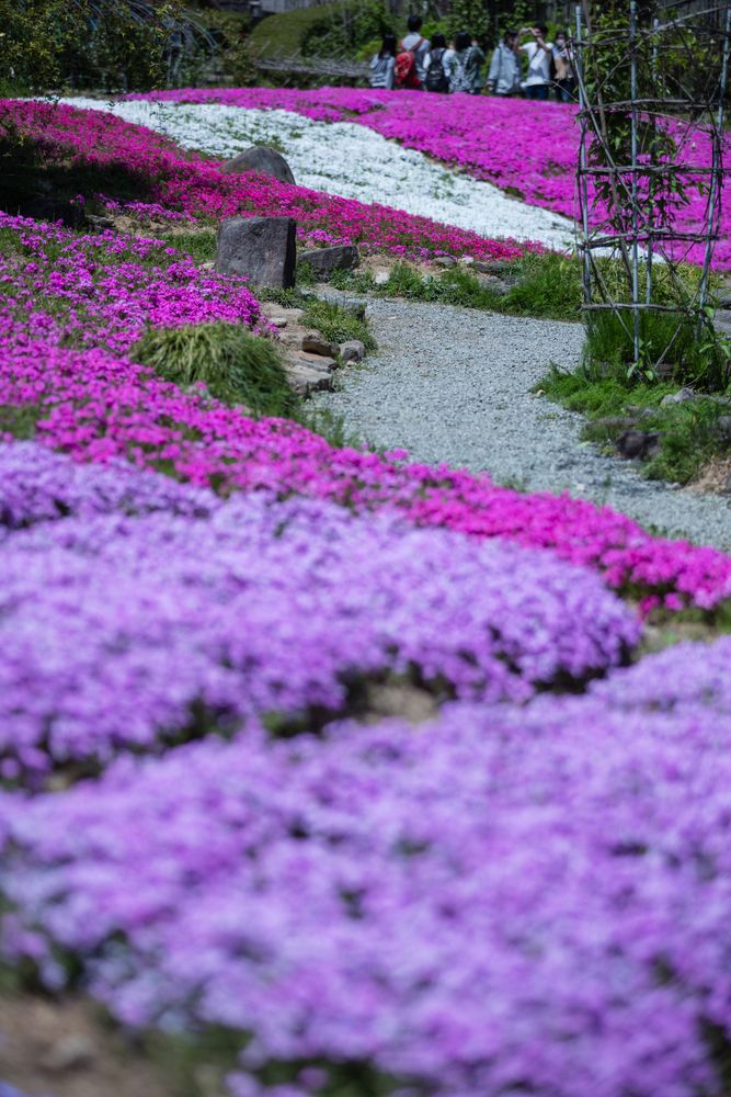 花の郷 滝谷花しょうぶ園の画像 - 3枚目