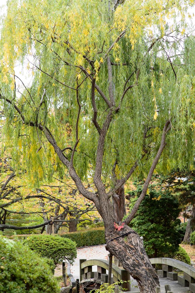 千秋公園の画像 - 2枚目