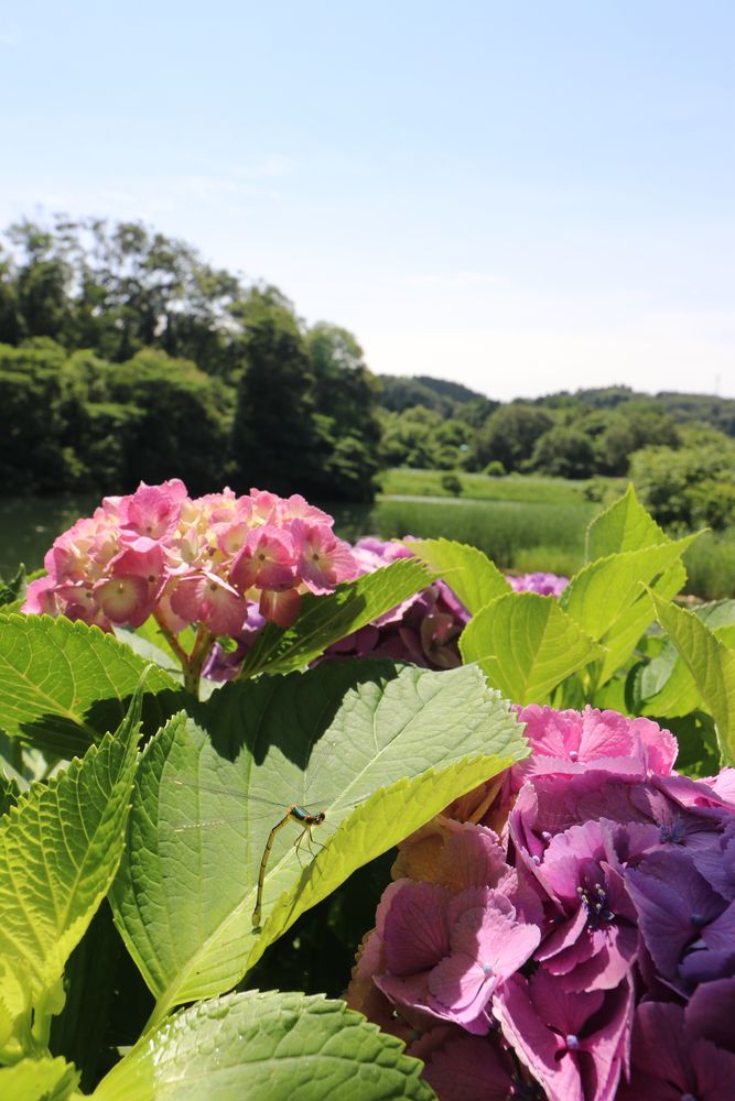 富山市ファミリーパークの画像 - 7枚目