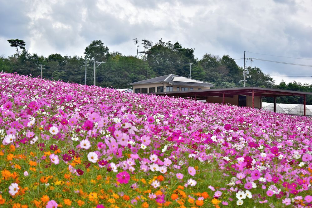 世羅ゆり園の画像 - 2枚目