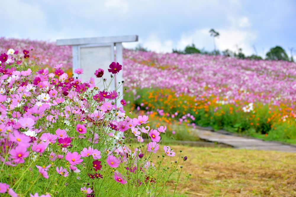 世羅ゆり園の画像 - 3枚目