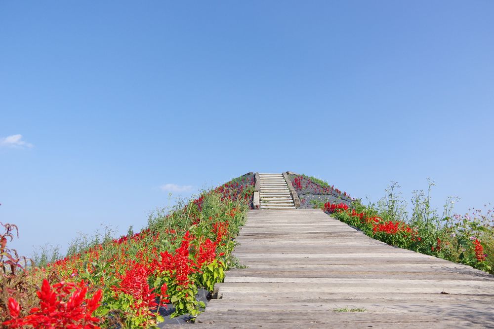 世羅ゆり園の画像 - 5枚目