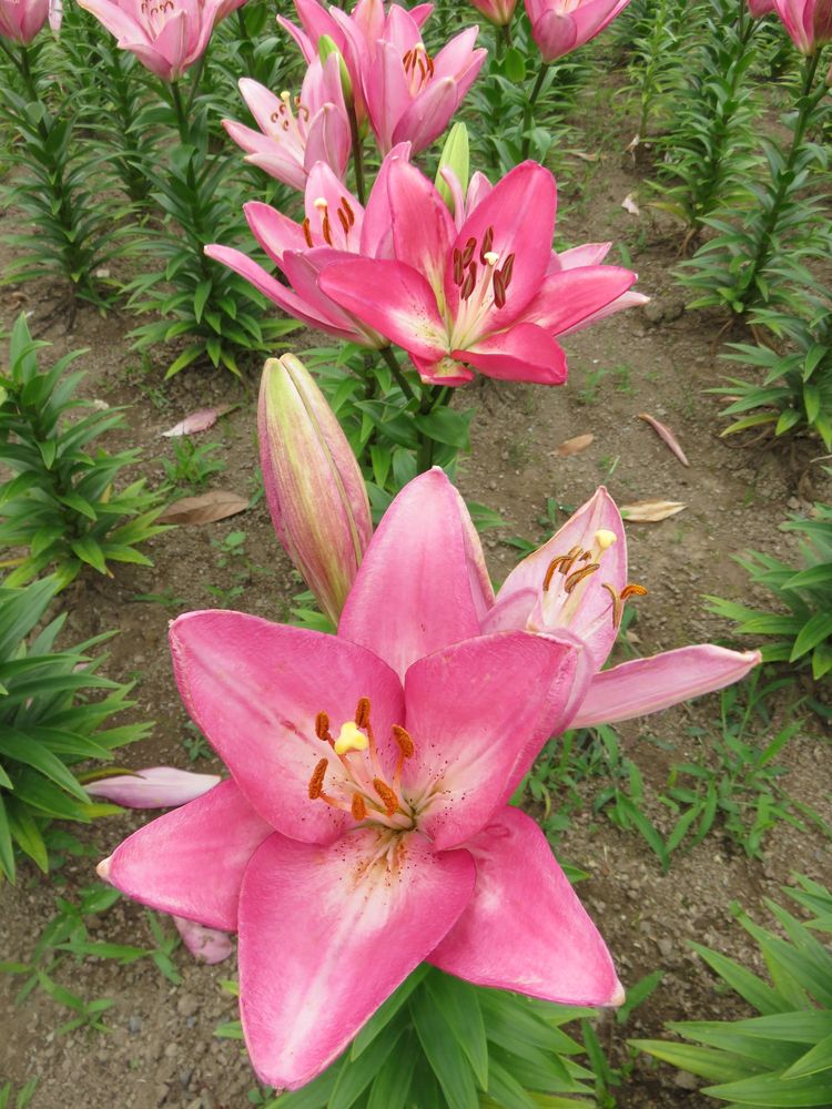 ゆりの里公園 ユリーム春江の画像 - 4枚目