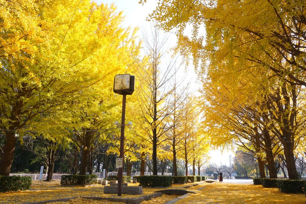 本庄総合公園の画像 - 4枚目