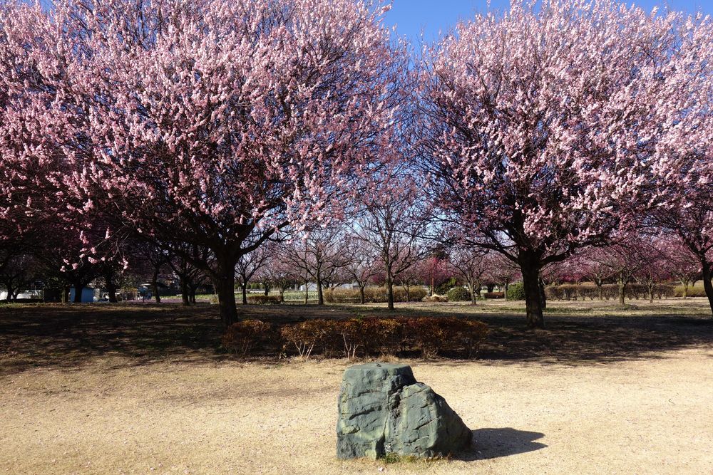 本庄総合公園の画像 - 5枚目