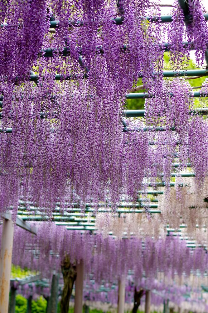 蓮華寺池公園の画像 - 2枚目
