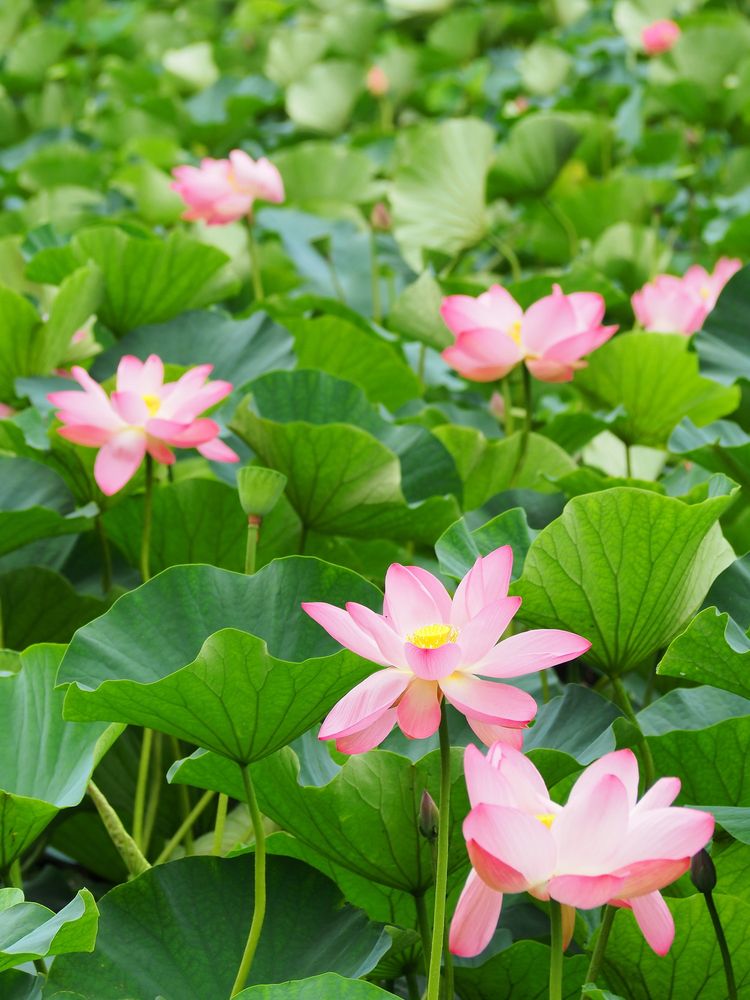 蓮華寺池公園の画像 - 4枚目