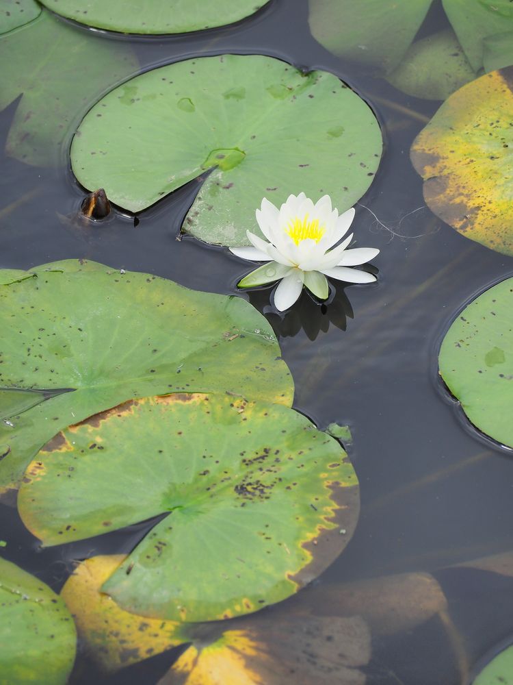 蓮華寺池公園の画像 - 5枚目