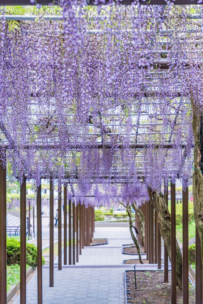 蓮華寺池公園の画像 - 6枚目