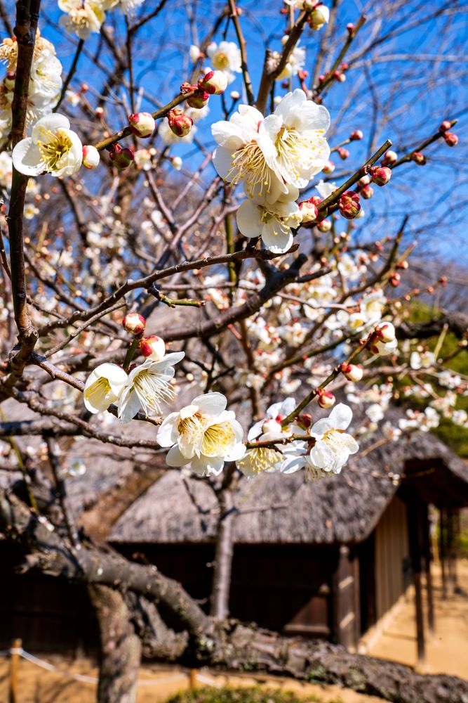 薬師池公園 梅園の画像 - 2枚目