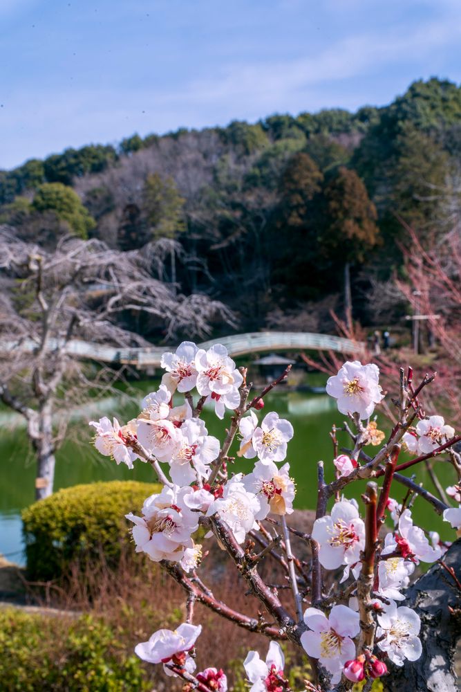 薬師池公園 梅園の画像 - 3枚目
