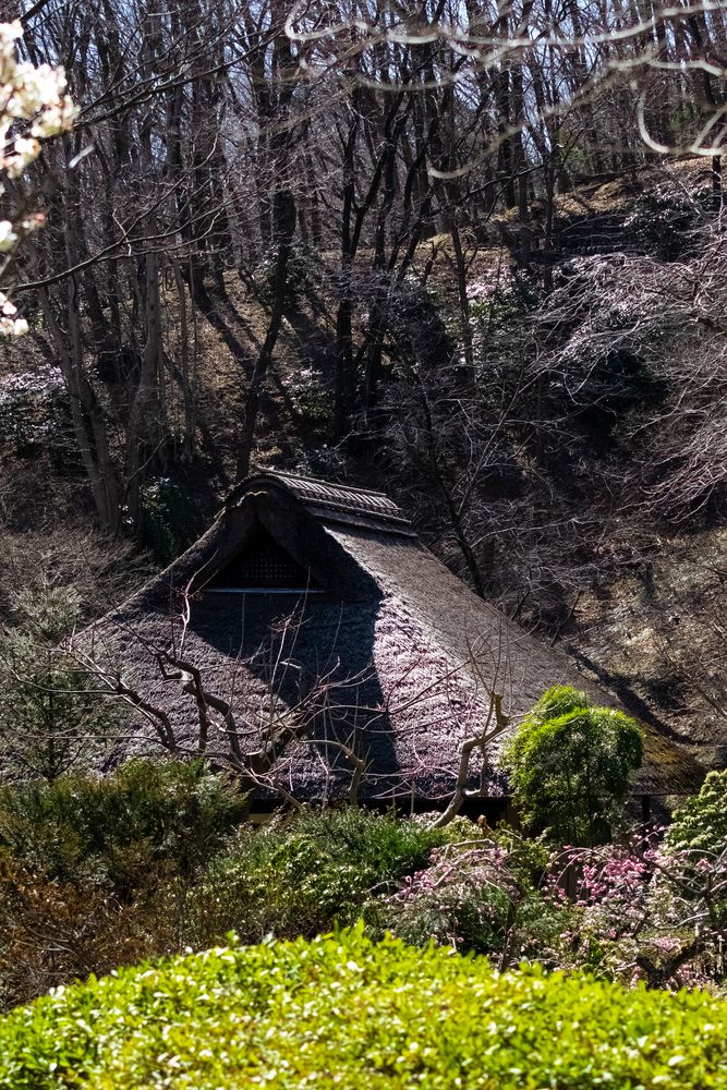 薬師池公園 梅園の画像 - 4枚目