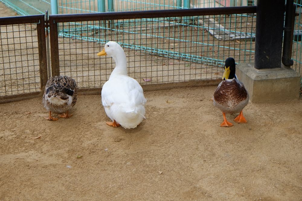 姫路市立動物園の画像 - 2枚目