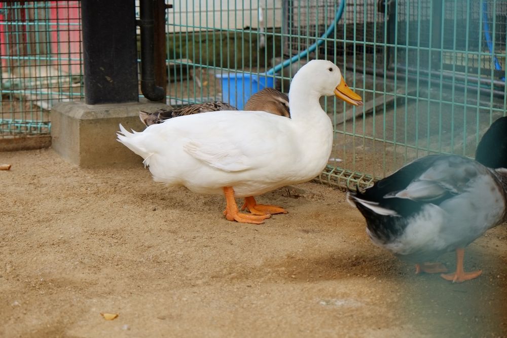 姫路市立動物園の画像 - 3枚目