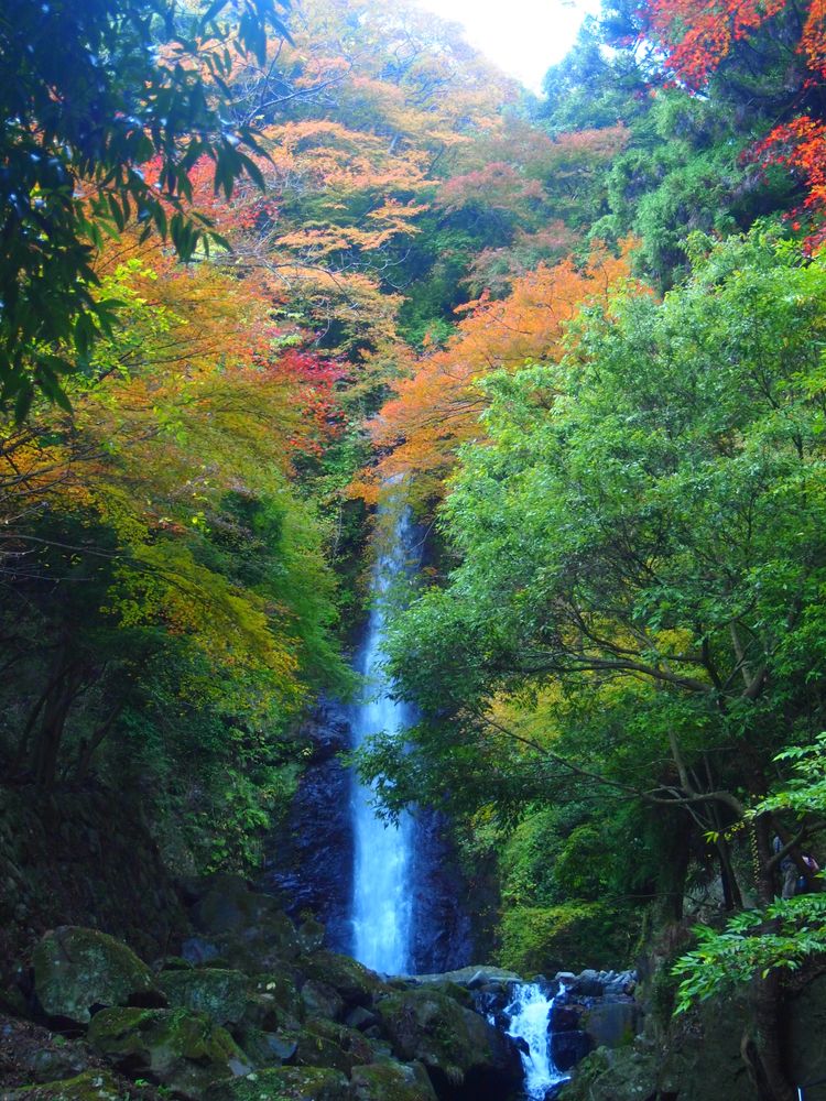 養老公園の画像 - 3枚目