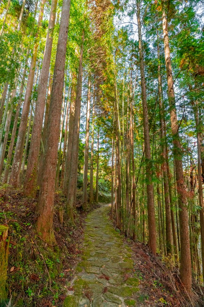 大井平公園の画像 - 5枚目