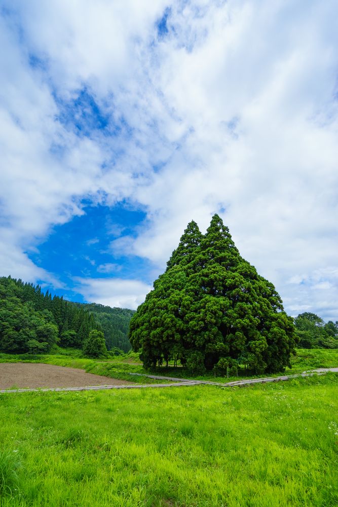 小杉の大杉の画像 - 2枚目