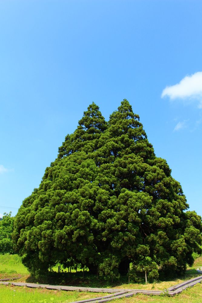 小杉の大杉の画像 - 3枚目