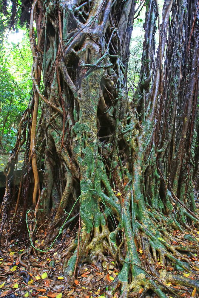 志戸子ガジュマル公園の画像 - 4枚目