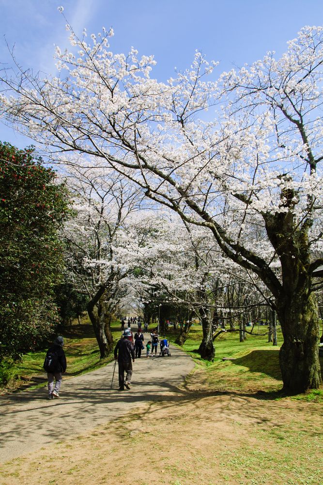 佐倉城址公園の画像 - 2枚目