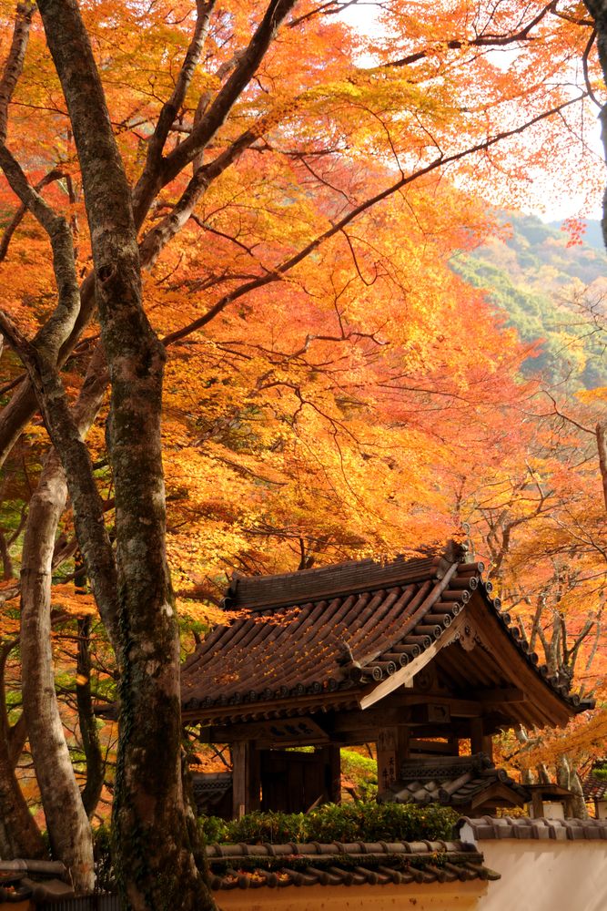 牛滝山大威徳寺の画像 - 3枚目