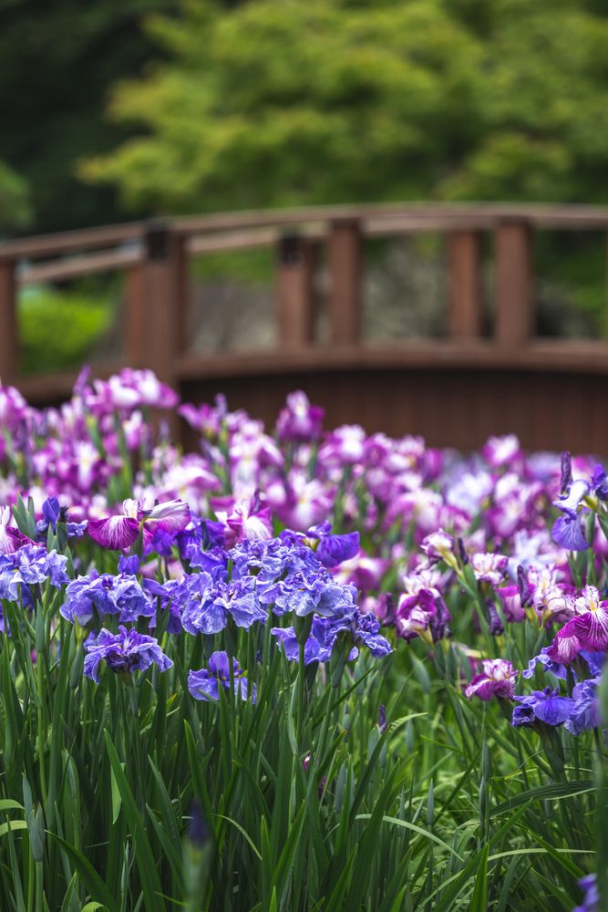 大村公園の画像 - 4枚目
