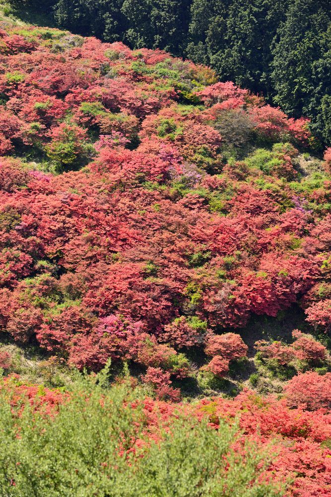大和葛城山 頂上の画像 - 3枚目