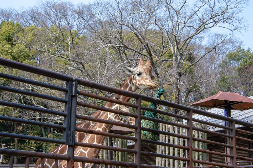 愛媛県立とべ動物園の画像 - 3枚目
