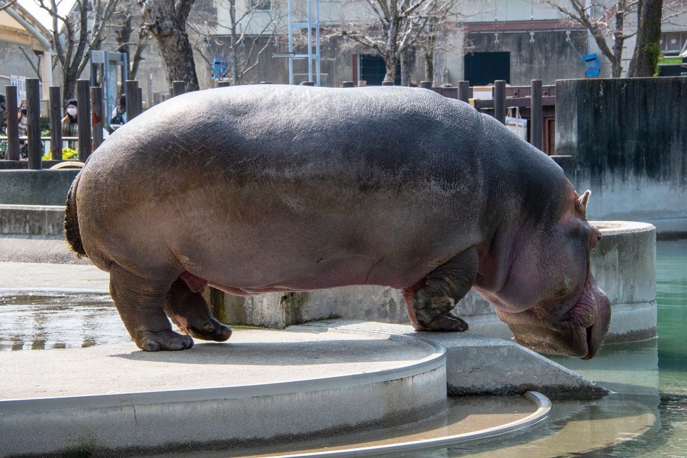 愛媛県立とべ動物園の画像 - 5枚目