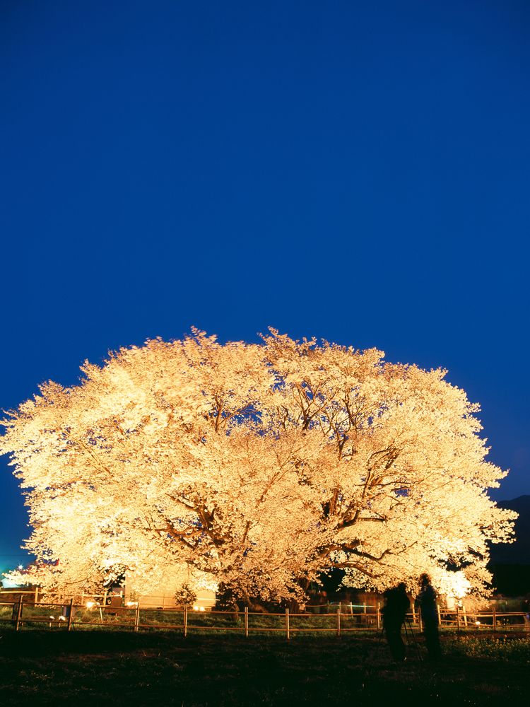 一心行の大桜の画像 - 2枚目