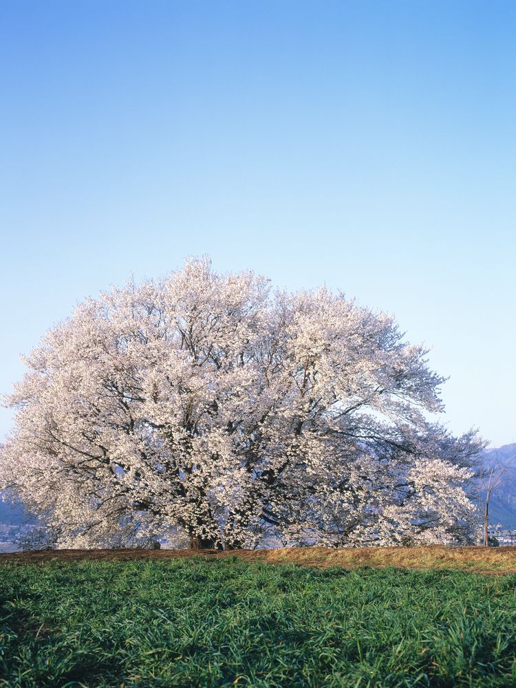 一心行の大桜の画像 - 3枚目