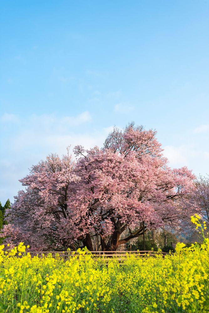 一心行の大桜
